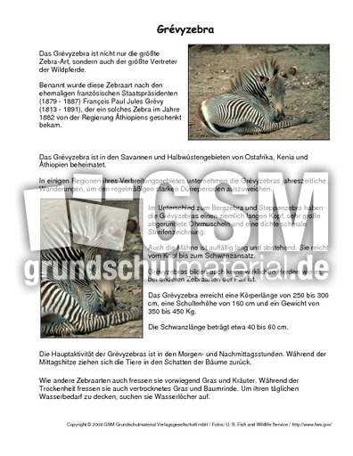 Grevy-Zebra-Steckbrief.pdf